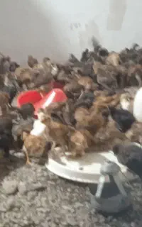 جوجه گلپایگان