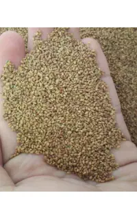 بذر یونجه