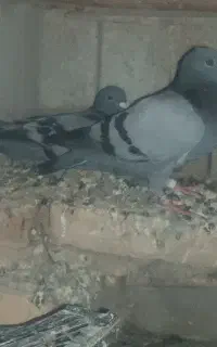 کبوتر سبز مسافتی پلاکی