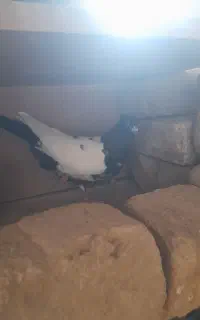 کبوتر