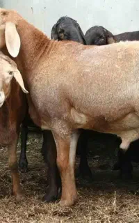 نیازمند دامدار حرفه ای (چوپان)شهرستان راور، کرمان