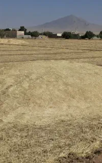 کاه گندم ابی و دیم