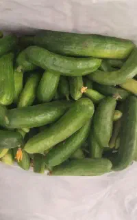 خیار ولایتی محلی ریز خیارشورری