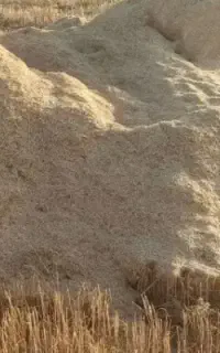 کاه نخود