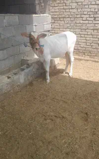 گوساله
