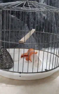 قفس گرد
