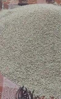 عدس