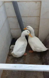فروش دو اردک تقریبا 2ماهه