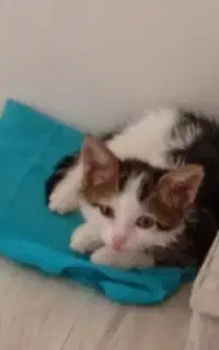 گربه گم شده
