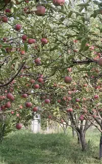 باغ ویلا با سهمیه  آب در اهر