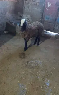 بره نر هترو فنوتیپ دار