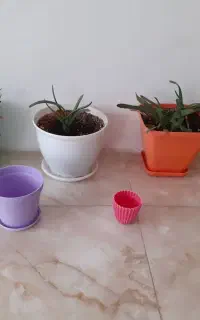 چند تا گلدان