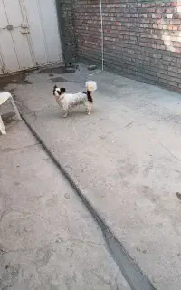 سگ پاکوتاه