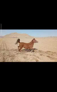 مادیون ابسن ۱۰ماهه