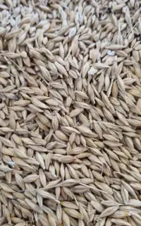 جو شما را عمده و نقد خریدارم