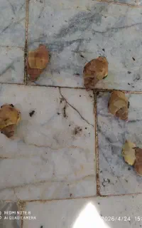 حلزون