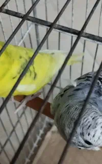 دو عدد مرغ عشق خاص