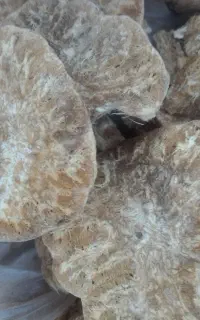 کمای بویه