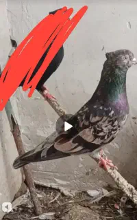 کبوتر سرور آتیشی