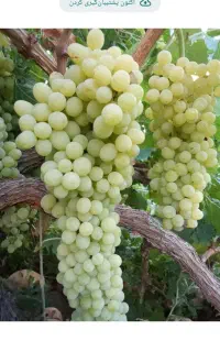 انگور کشمش بیدانه