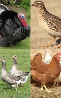 جویای کار مرغداری، پرورش جوجه و جوجه کشی(مرغ مادر)
