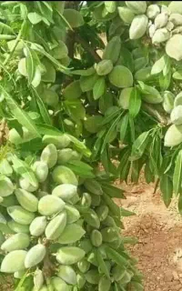 نهالستان بهارنهال
