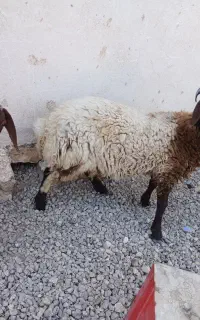 دو عدد بره خانگی نروماده