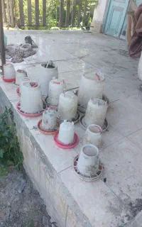 تعدادی جای دون و آب پرنده