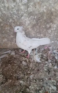 کفتر‌تهرانی
