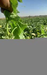 خواهان بذر و کود خیار