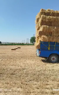 فروش کلش و یونجه درجه 1