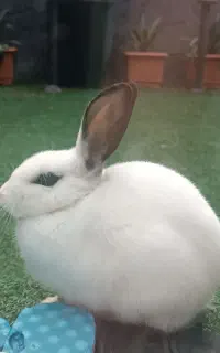 خرگوش ، پت ، حیوان خانگی