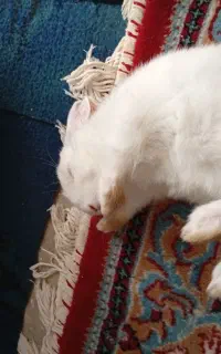 خرگوش