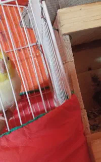 جفت عروس هلندی مولد