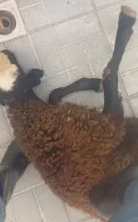 قصاب