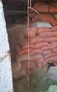 کاه گندم وجو