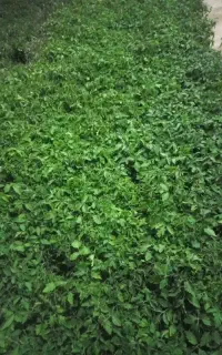 نشاء گوجه فرنگی کیمیا فلات و یونیژین
