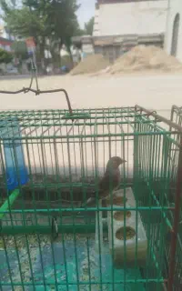 سهره قناری