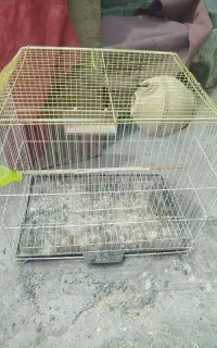 قفس