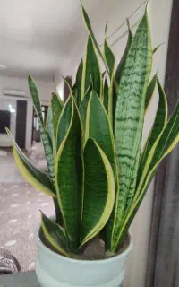 گل پر رشت به فروش می رسد