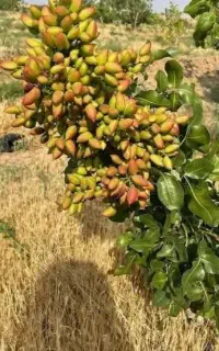 پیوند و فروش ترکه پسته