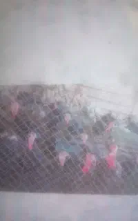 ۳۰ عدد بوقلمون یکساله تخم گذار