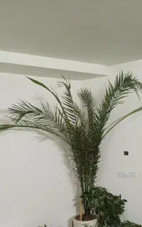 گل نخل سرسبز