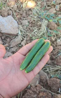 خیار ابسرده درجه ۱