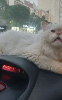 گربه