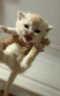 گربه خاص