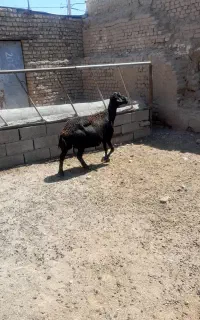 میش افشار گوسفند