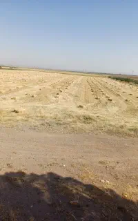 تعداد 1500عددپرس کلش جو