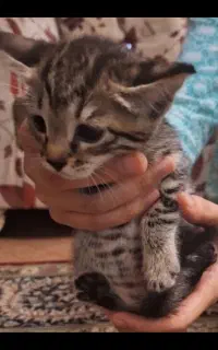 گربه