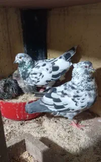 کبوترسوسکی